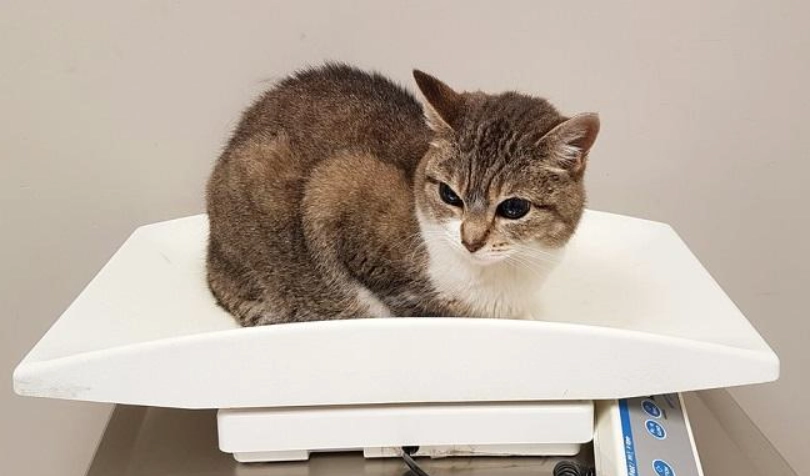 貓咪體重監測 貓咪體重監測