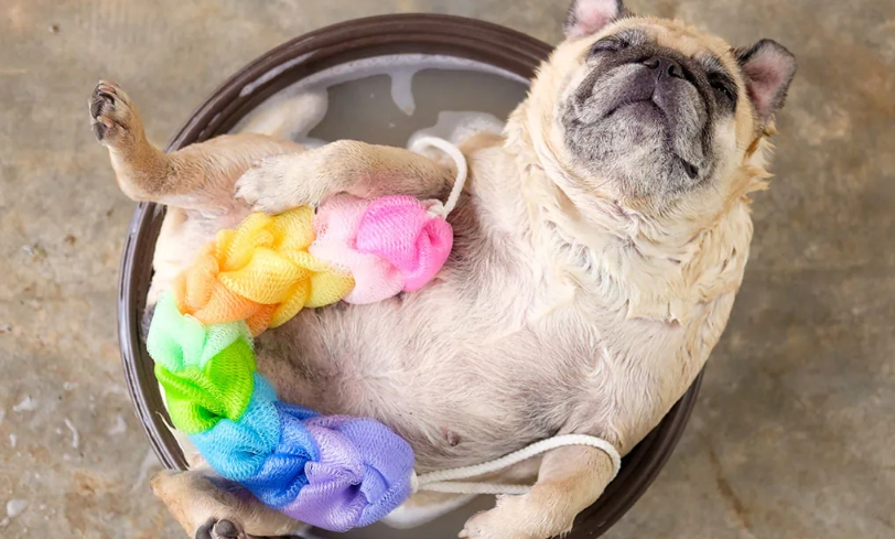 寵物藥浴推薦 寵物藥浴推薦