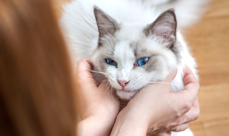 貓瘟傳染人症狀