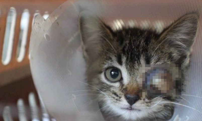 貓咪眼睛受傷處理 貓咪眼睛受傷處理