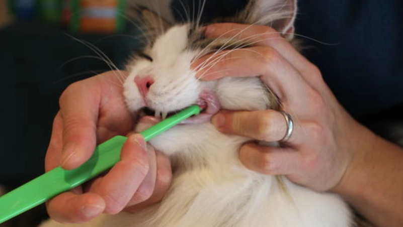 貓刷牙方法 貓刷牙方法