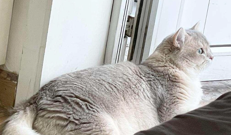 改善貓咪毛髮粗糙