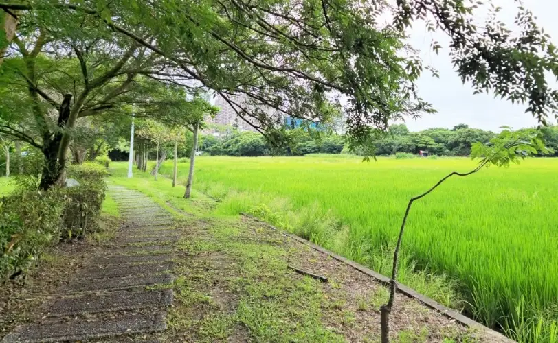 雲林大埤景點 雲林大埤景點
