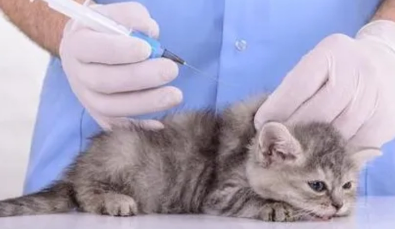 幼貓疫苗時間