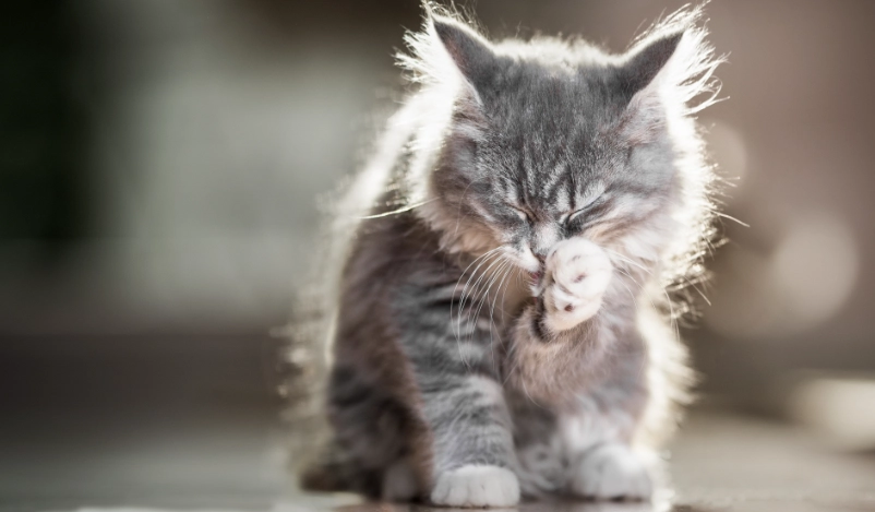 貓咪皮膚健康 貓咪皮膚健康