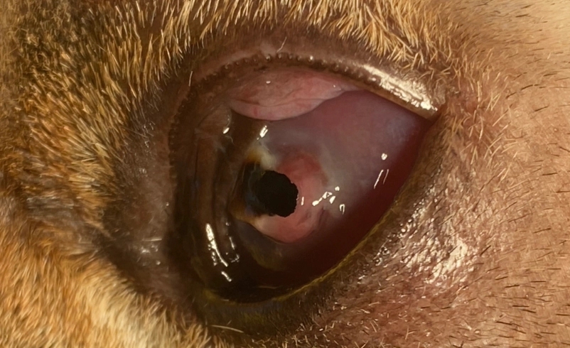 貓咪角膜潰瘍治療 貓咪角膜潰瘍治療