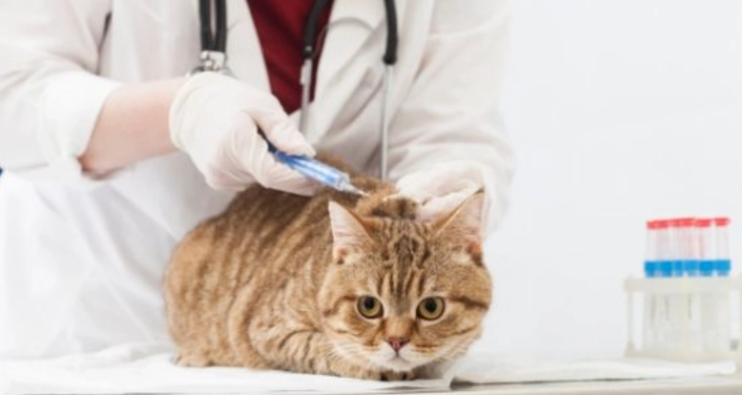 貓四合一疫苗風險 貓四合一疫苗風險