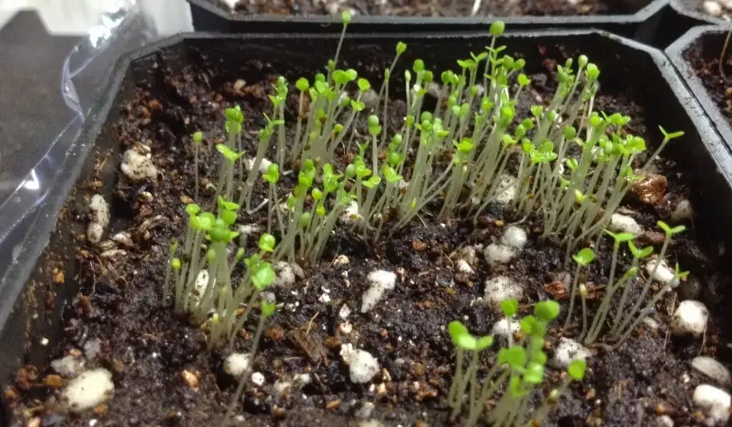 貓薄荷種子不發芽