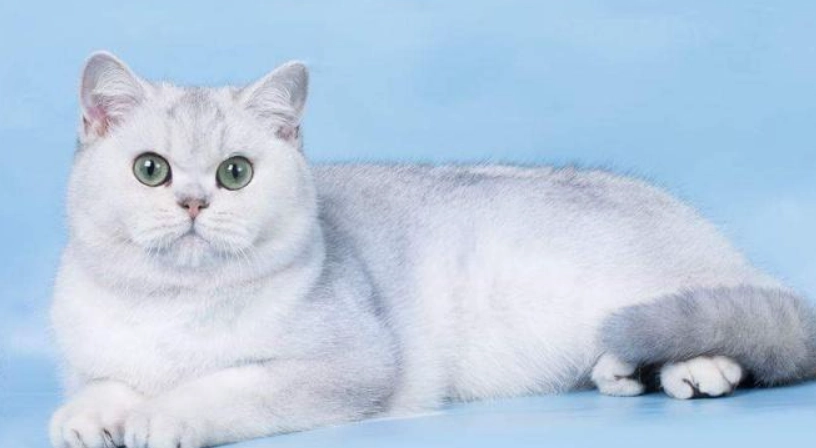 貓咪健康飲食 貓咪健康飲食