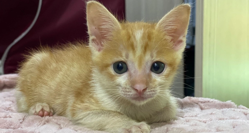 幼貓體重標準 幼貓體重標準