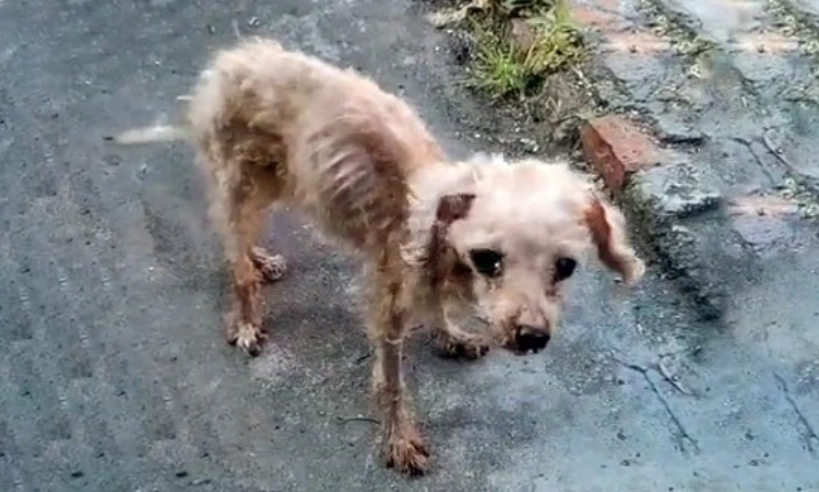 老年犬 消瘦 原因 老年犬 消瘦 原因