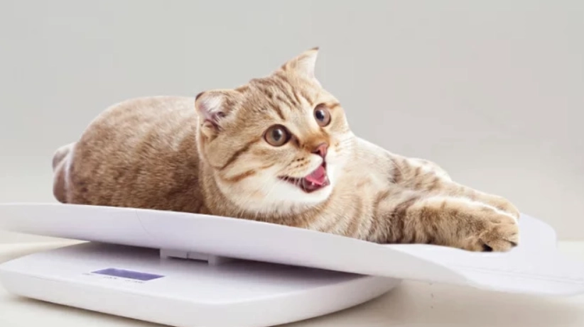幼貓體重標準 幼貓體重標準