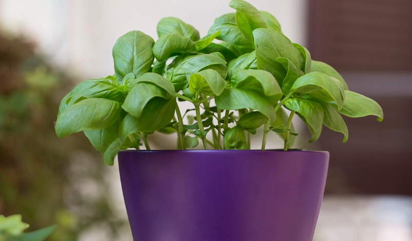 九層塔種植 九層塔種植