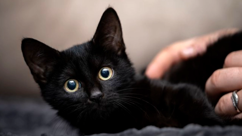 幼貓體重標準 幼貓體重標準