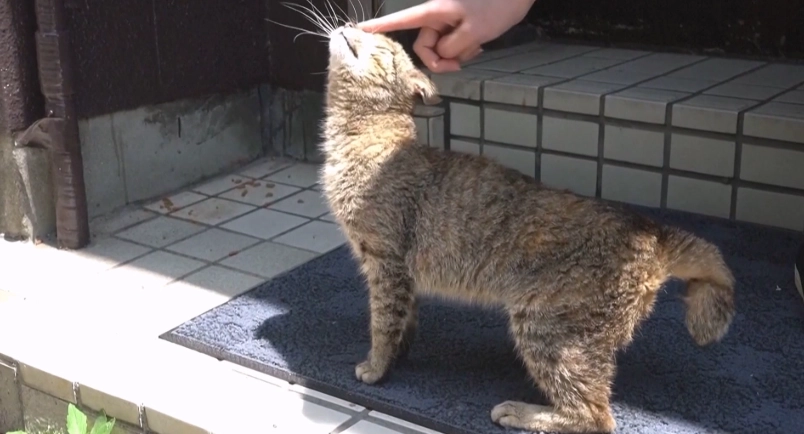 貓咪尾巴關節炎