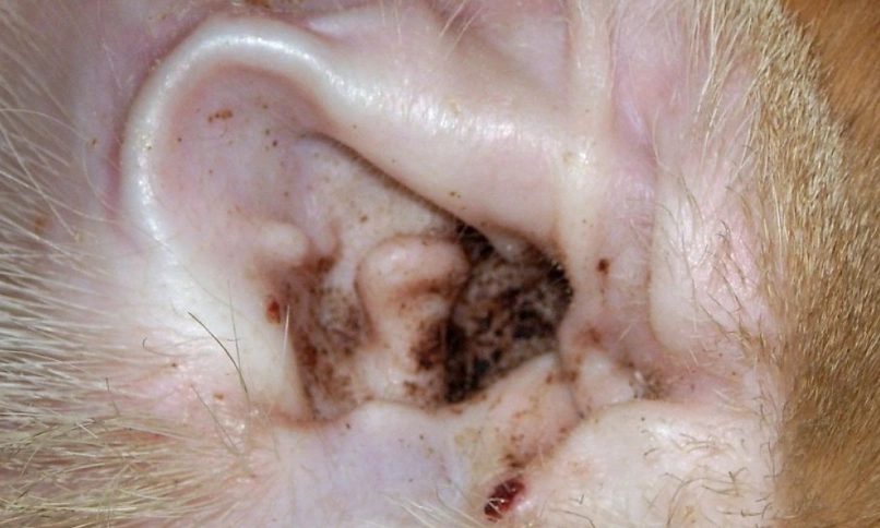 耳疥蟲治療 耳疥蟲治療