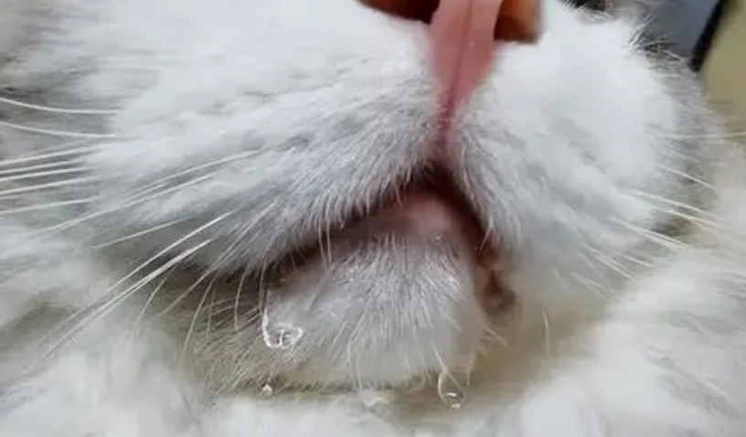 貓咪口水流不停