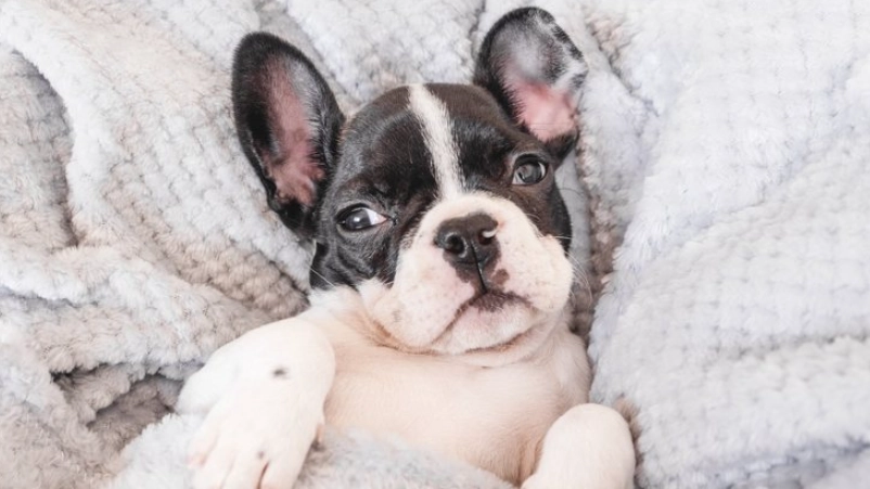 狗狗睡覺翻白眼 狗狗睡覺翻白眼