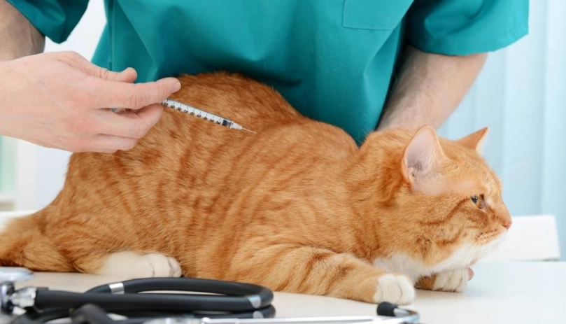 貓瘟傳染人症狀