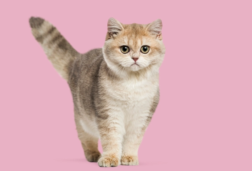 貓咪健康飲食 貓咪健康飲食