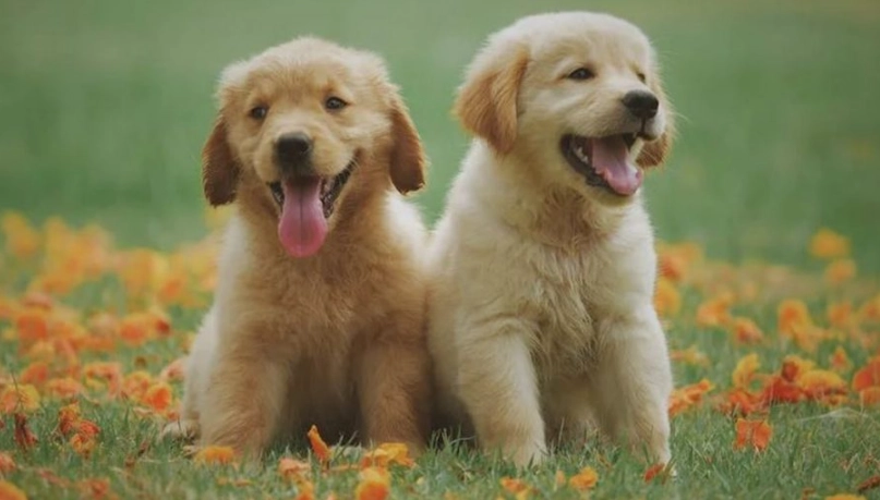 幼犬定型時間 幼犬定型時間