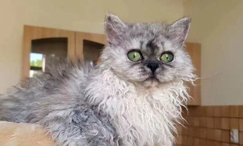 貓咪營養補充品