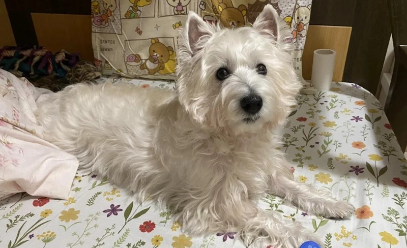 狗皮膚病治療 狗皮膚病治療