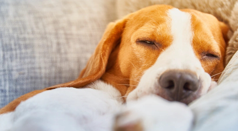 狗狗睡覺眼睛睜開是正常的嗎？獸醫解析原因與應對指南