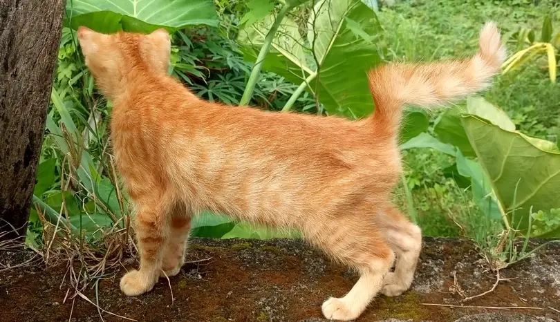 貓咪麒麟尾疾病