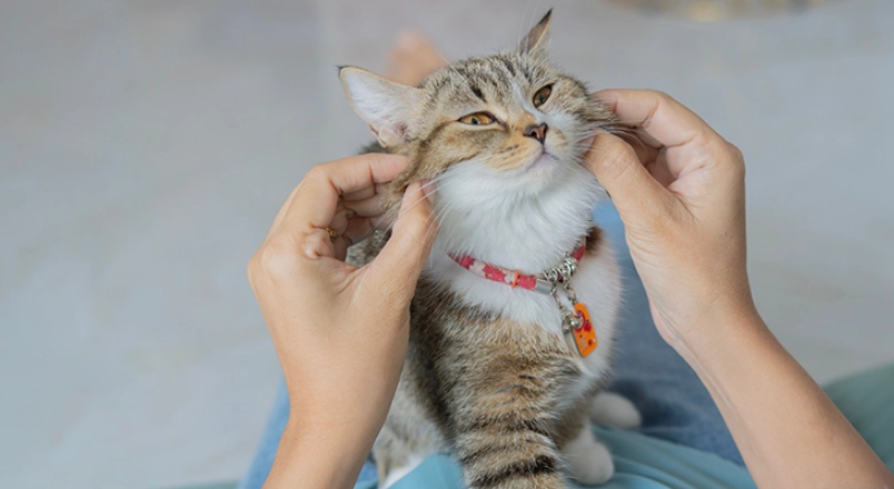 貓三合一疫苗 貓三合一疫苗