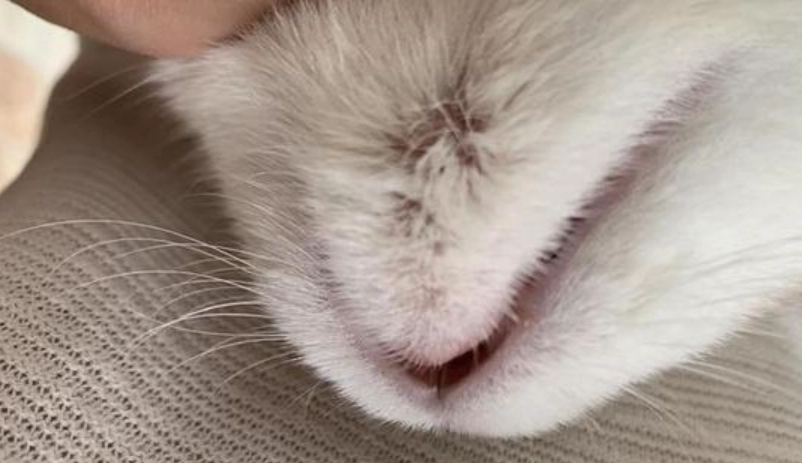 貓咪皮膚健康 貓咪皮膚健康