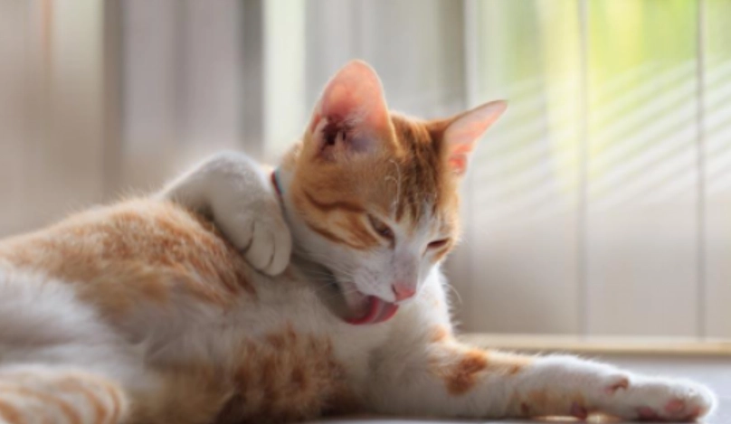 貓咪皮膚健康 貓咪皮膚健康