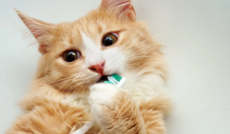 貓口臭原因 貓口臭原因