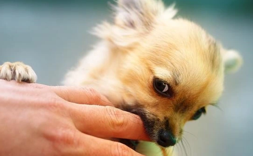 如何知道狗狗愛你