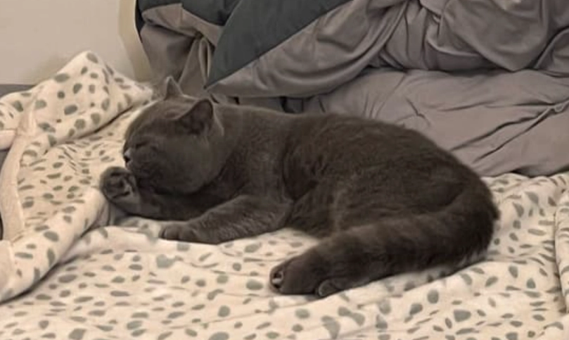 改善貓咪毛髮粗糙