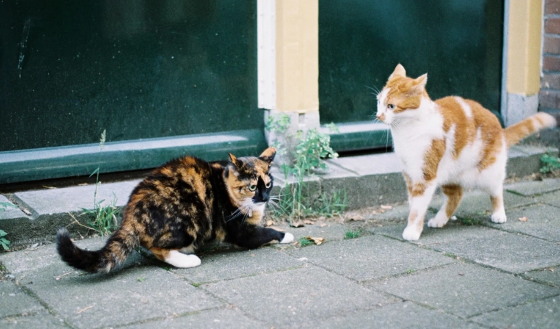 貓咪攻擊行為 貓咪攻擊行為