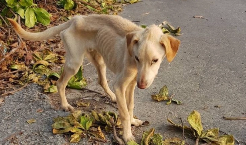 老狗瘦到皮包骨