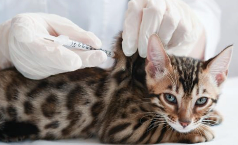 貓咪三合一疫苗