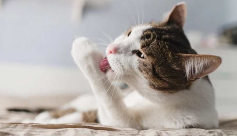貓咪毛油油的怎麼辦？完整原因分析與實用解決指南
