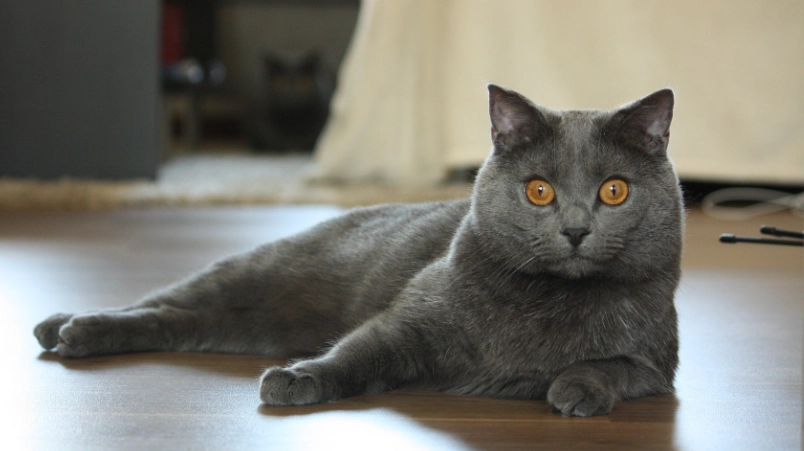 英國短毛貓飼養