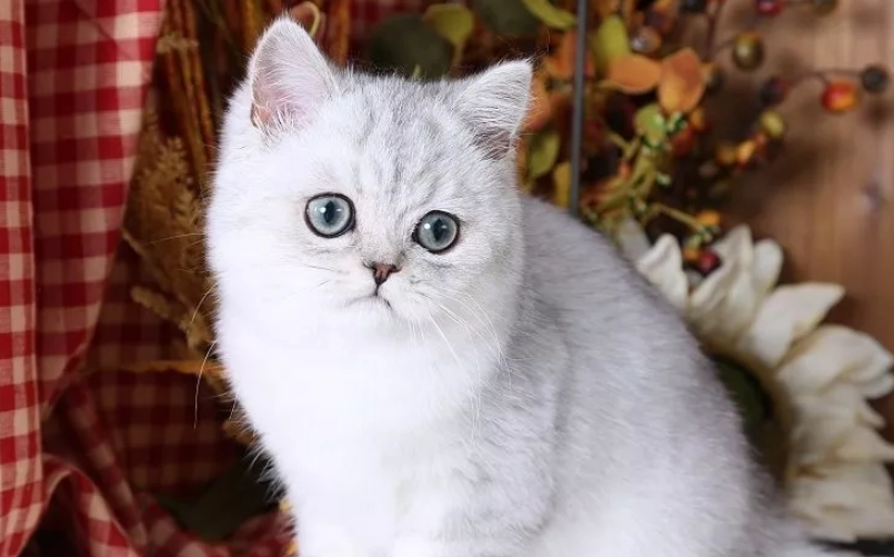 貓毛護理 貓毛護理