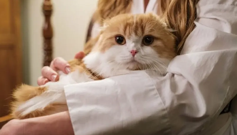 貓癬症狀 貓癬症狀