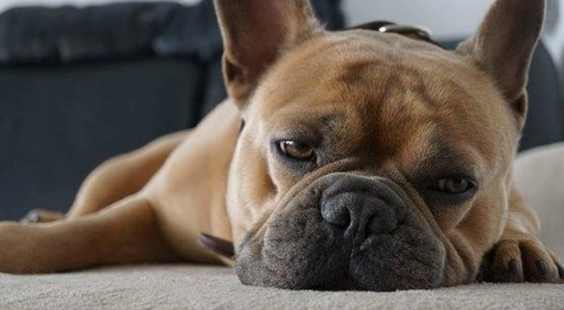 狗睡覺半睜眼 狗睡覺半睜眼