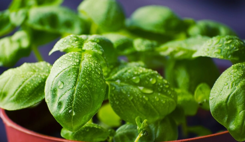 羅勒盆栽技巧 羅勒盆栽技巧