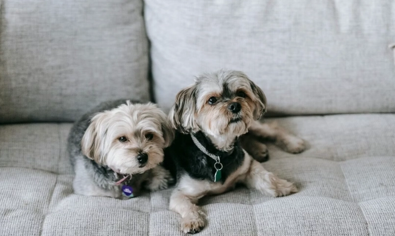 瑪爾濟斯聰明嗎