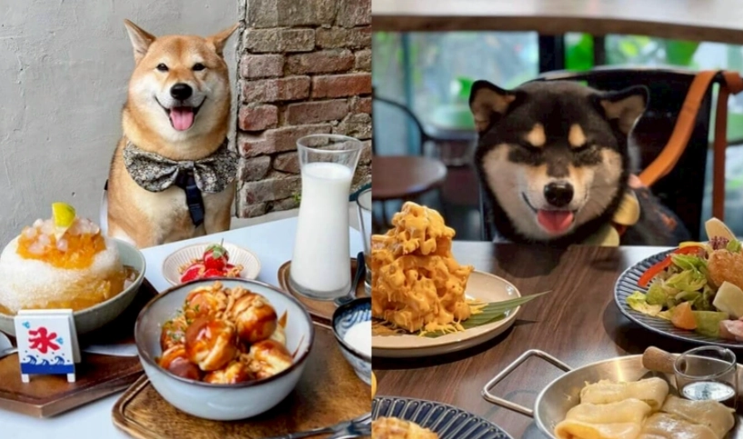 嘉義寵物友善餐廳