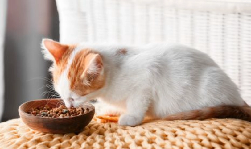 幼貓吃什麼 幼貓吃什麼