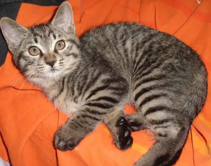 虎斑貓個性 虎斑貓個性