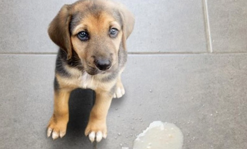 狗嘔吐黃色黏液 狗嘔吐黃色黏液
