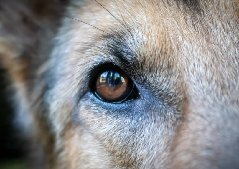 狗乾眼症凝膠挑選